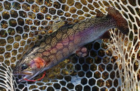 10/23　でっかいロックトラウトをキャッチ！ ～フィッシングパーク高島の泉～